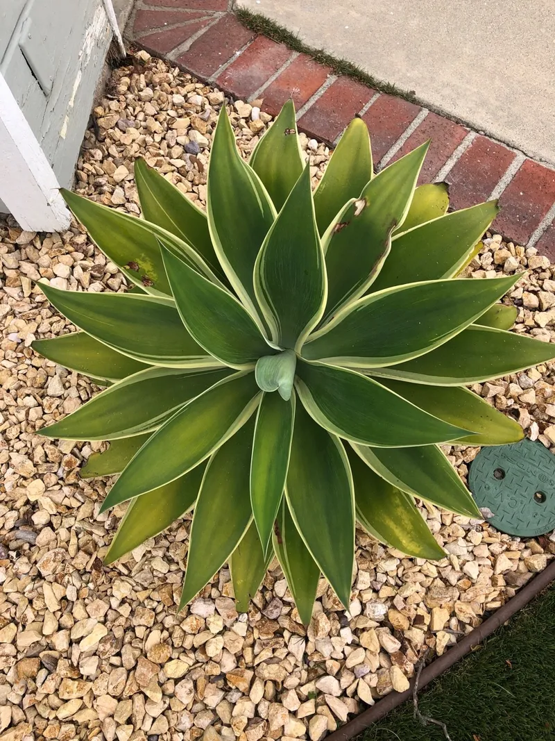 Wie Sie Ihren Garten mit Drachenbaum-agave 'Ray of Light' verbessern knnen