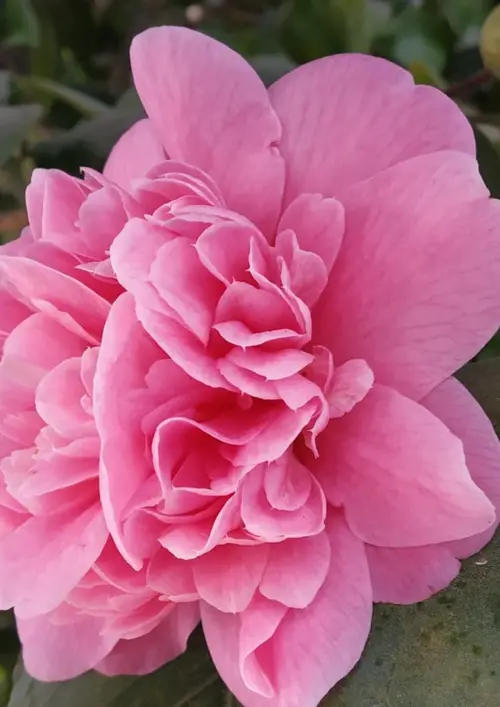 Camellia × williamsii 'Elsie Jury'