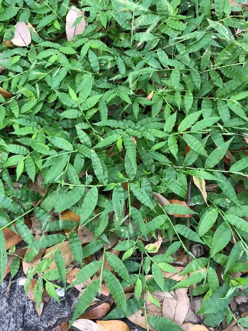 Oplismène à feuilles ondulées