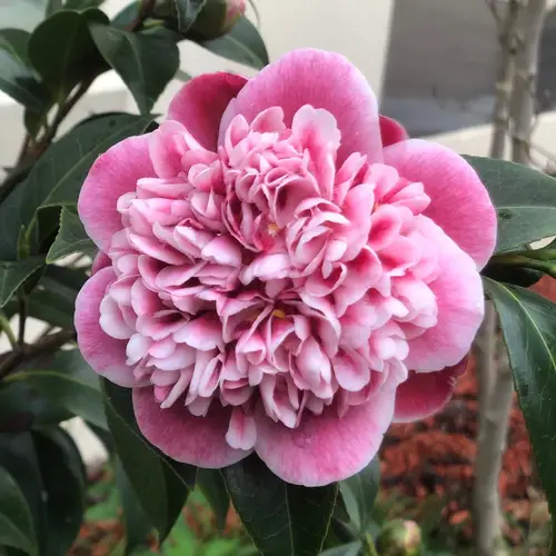 Japanese camellia 'Volunteer'