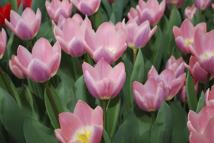 Tulips 'Light And Dreamy'