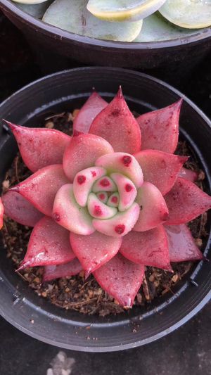 Echeveria – tagged "エケベリア" – Page 87 – 多肉植物の通販・販売サイト tawawa 多肉植物  チワワエンシス  ロメオ  ロメオルビン