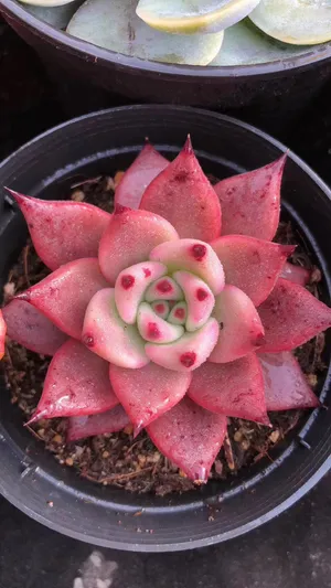 赤々〜マイコレ デカベリア miso苗✡️ラウリンゼ×ロメオ✡️多肉 抜き苗 ロメオ (Echeveria agavoides 'Romeo') - PictureThis