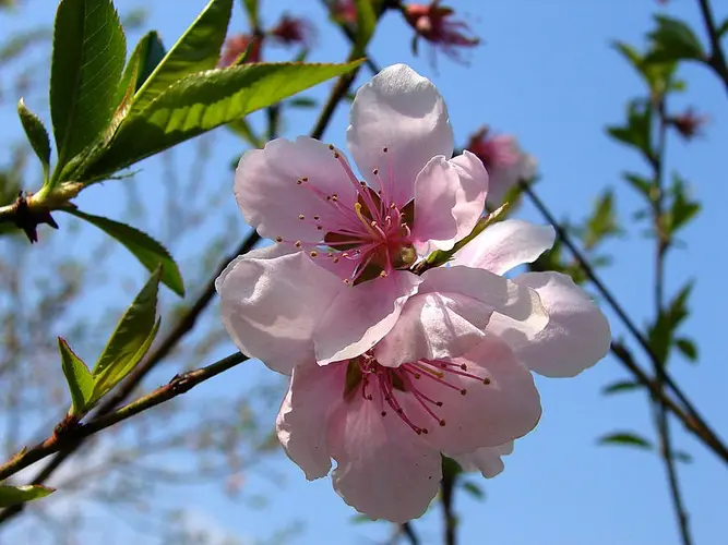 Prunus davidiana