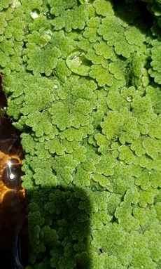 How to Grow and Care for Carolina mosquito fern