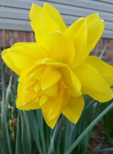 Narcissus 'Golden Ducat'