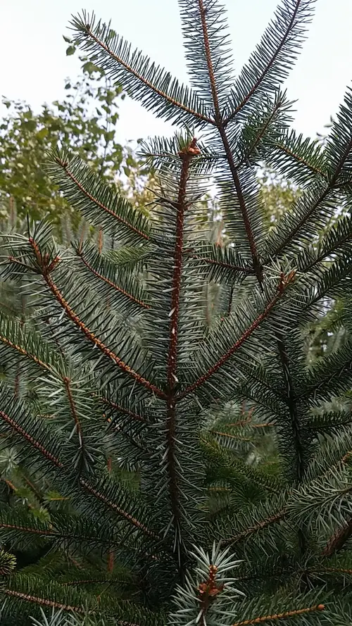 Lijiang spruce