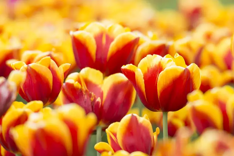 Tulips 'Jan Seignette'