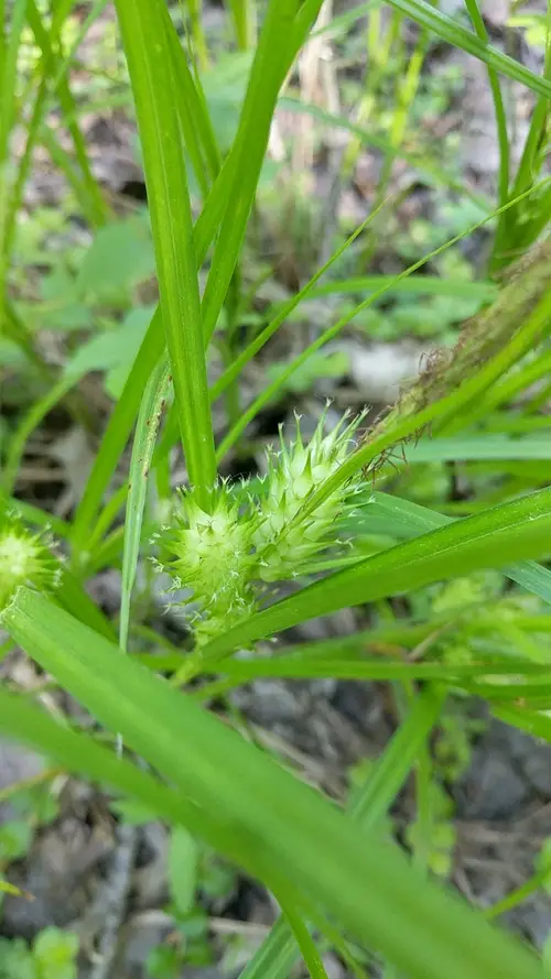 Carex luisant