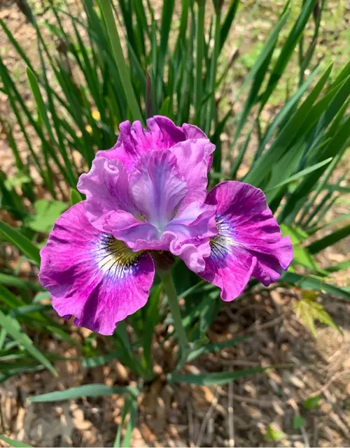 Iris sibirica 'Strawberry Fair'