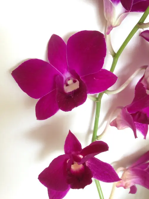 Dendrobium sanook 'Purple Happiness'