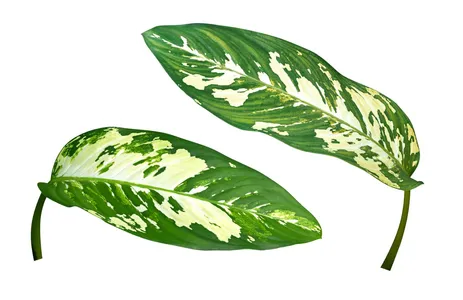ディフェンバキア・セグイネ 'オーロラ' (Dieffenbachia seguine