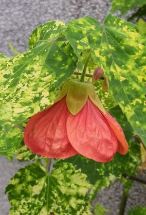How to Grow and Care for Callianthe