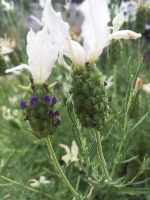 Topped lavender 'Pretty Polly'