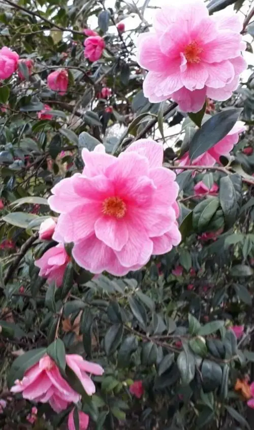Japanese camellia 'Leonard Messel'