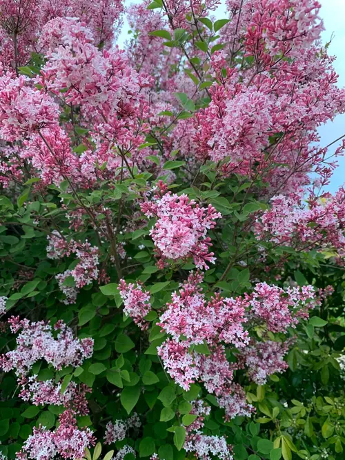 Lilacs 'Pink Perfume'