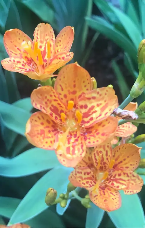 Blackberry lily 'Freckle Face'