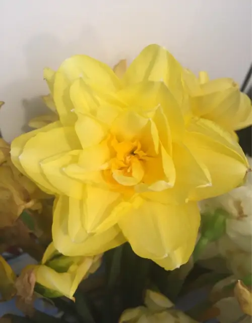 Daffodils 'Crackington'
