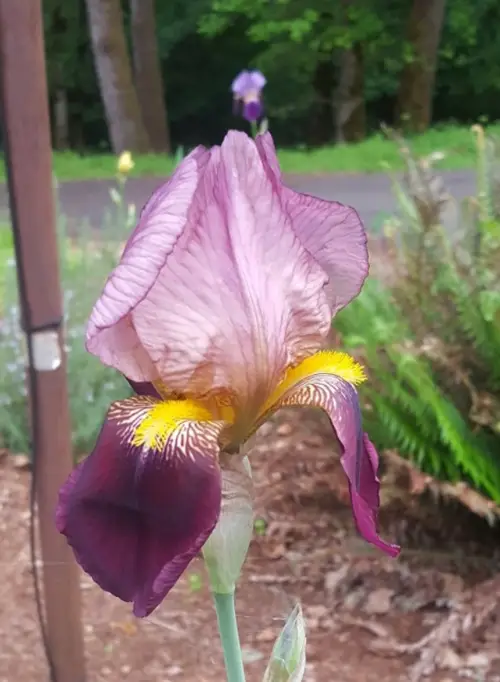Irises 'Dauntless'