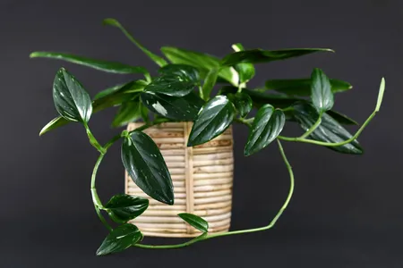 philodendron neon vs lemon lime Philodendron Cordatum 'Lemon Lime' at Jenisprouts