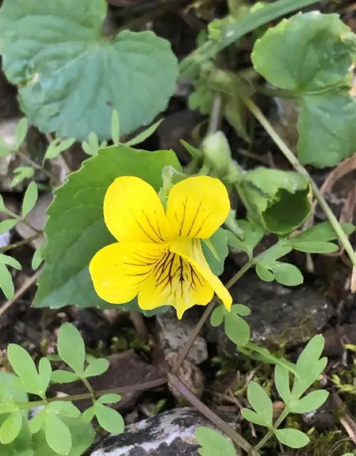 Viola montana gialla