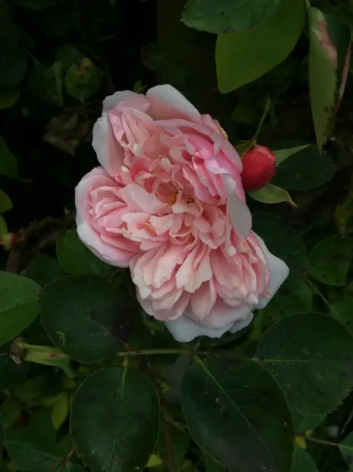 Roses 'Albertine'