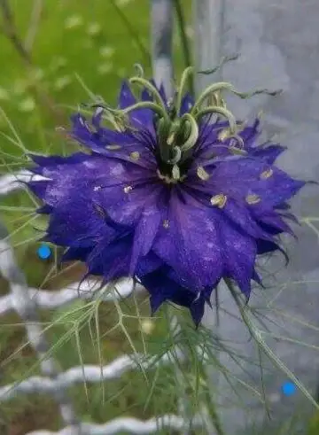 Love-in-a-mist 'Oxford Blue'