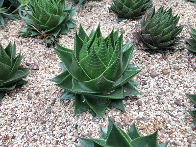 Jak uprawia i pielgnowa Aloes ocisty 'Cosmo'