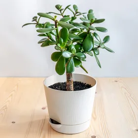 カネノナルキ（金のなる木）の判定方法 (Crassula ovata)