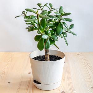 Plantenboetiek.nl | Crassula Arborescens Undilatifolia - Plante d'intérieur - Hauteur Plantenboetiek.nl | Crassula Arborescens Undilatifolia - Plante d'intérieur - Hauteur