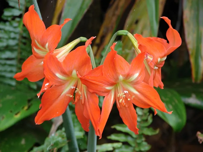 Ist Hippeastrum striatum giftig?