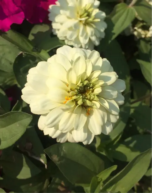 Zinnia marylandica 'Double Zahara White'