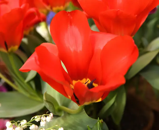 Tulip 'Madame Lefeber'