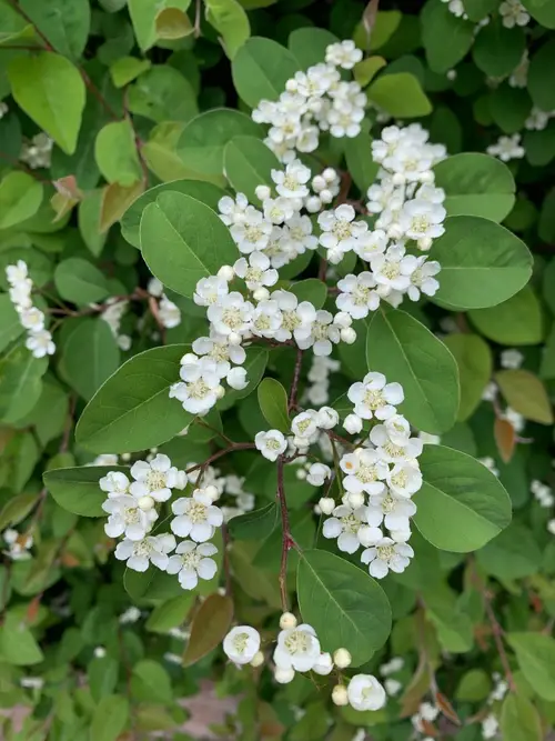 Many-flowered cotoneaster