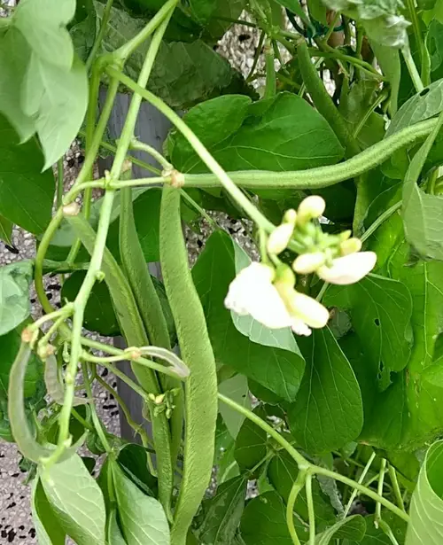 Phaseolus coccineus 'White Lady'