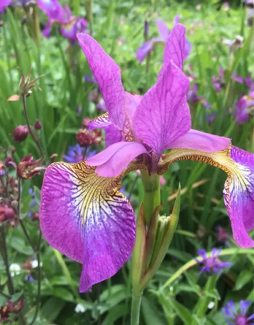 Siberian iris 'Sparkling Rose'