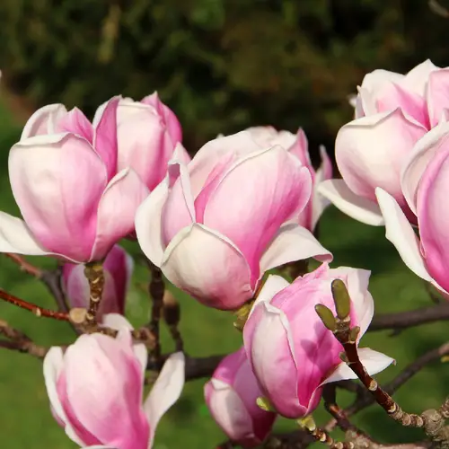 Magnolia pośrednia