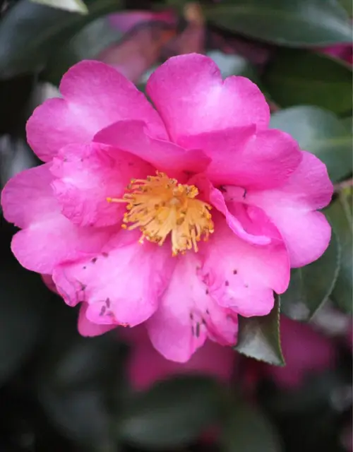 Camellias 'Shishigashira'