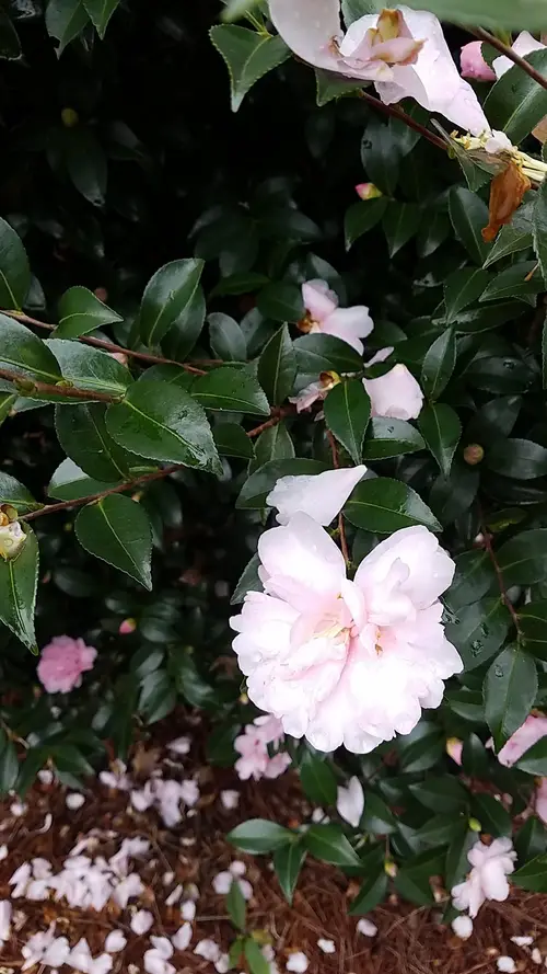 Camellia × lutchuensis 'Cinnamon Cindy'