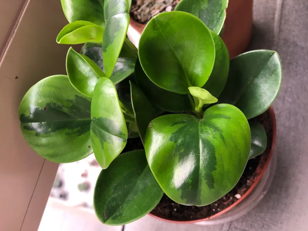 Ist Fleischige Peperomie 'Lemon-Lime' ideal fr Kakteenliebhaber?