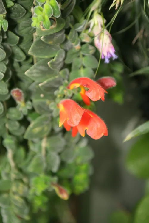 コルムネア (Columnea) - PictureThis