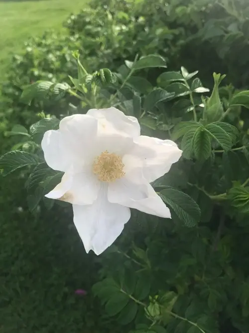 Rosa rugosa 'Alba'