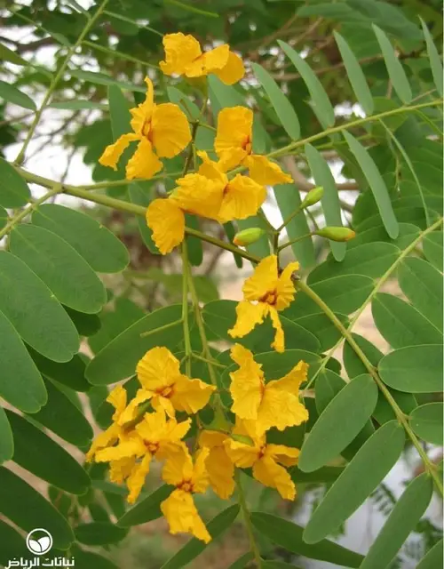 Tipu tree