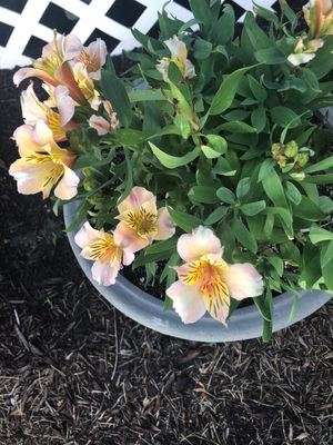 Lily of the incas 'Inca Ice' (Alstroemeria 'Inca Ice') - PictureThis