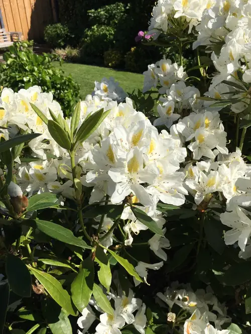 Rhododendron 'Madame Masson'