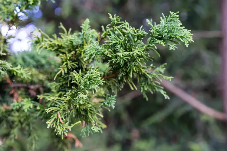 Hinoki cypress 'Nana Gracilis'