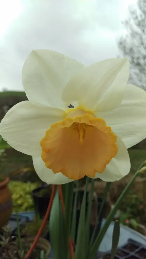 Daffodils 'Salome'