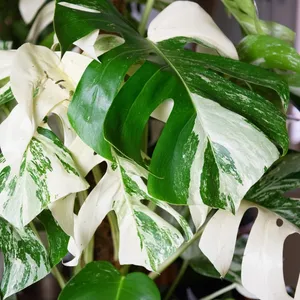 monstera delicios Monstera Deliciosa – Lakewood Plant Company