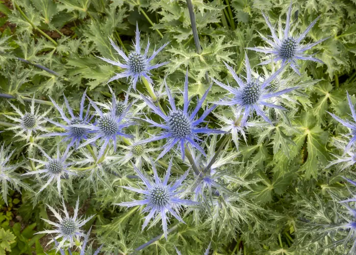 Eryngium × zabelii 'Big Blue'