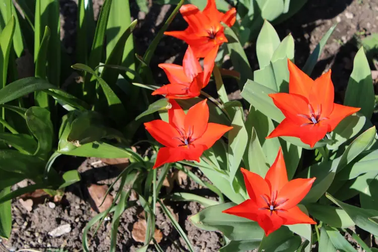Tulipa praestans 'Zwanenburg Variety'